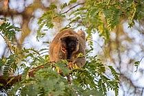 Common brown lemur (Eulemur fulvus) eating leaves, Anjajavy Private Reserve, north west Madagascar.