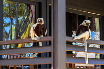 Coquerel's sifaka (Propithecus coquereli), two sitting on terrace of hotel room, Anjajavy Private Reserve, north west Madagascar, September 2016.