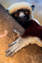 RF - Coquerel's sifaka (Propithecus coquereli)  in a tree, Anjajavy Private Reserve, north west Madagascar. (This image may be licensed either as rights managed or royalty free.)