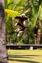 Coquerel's sifaka (Propithecus coquereli) jumping in grounds of hotel, Anjajavy Private Reserve, north west Madagascar.
