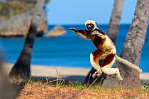 RF - Coquerel's sifaka (Propithecus coquereli) jumping with trees and beach in background, Anjajavy Private Reserve, north west Madagascar. (This image may be licensed either as rights managed or roya...