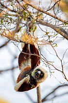 Coquerel's sifaka (Propithecus coquereli) hanging upside down in tree, Anjajavy Private Reserve, north west Madagascar.