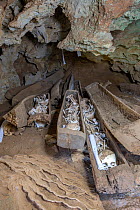 Human skulls and bones in wooden troughs, traditional burial site from an ancient culture within cave in Tsingy rocks, Anjajavy Private Reserve, north west Madagascar, August 2016.