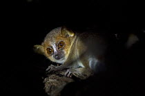 Grey mouse lemur (Microcebus murinus) at night, Anjajavy Private Reserve, north west Madagascar.