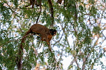 Common brown lemur (Eulemur fulvus) in tree, Anjajavy Private Reserve, north west Madagascar.
