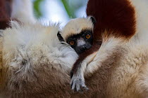 Coquerel's sifaka (Propithecus coquereli) juvenile holding on to its mother, Anjajavy Private Reserve, north west Madagascar.