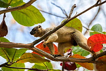 Common brown lemur (Eulemur fulvus) walking on branch in tree, Anjajavy Private Reserve, north west Madagascar.
