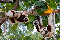 Coquerel's sifaka (Propithecus coquereli), three including female with baby, feeding on bark whilst hanging from branch, Anjajavy Private Reserve, north west Madagascar.