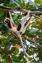 Coquerel's sifaka (Propithecus coquereli) feeding on bark whilst handing from branch, Anjajavy Private Reserve, north west Madagascar.