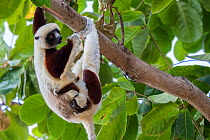 RF - Coquerel's sifaka (Propithecus coquereli) female with young, hanging from branch, Anjajavy Private Reserve, north west Madagascar. (This image may be licensed either as rights managed or royalty...