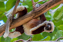 Coquerel's sifaka (Propithecus coquereli) feeding on bark while hanging on branch, Anjajavy Private Reserve, north west Madagascar.
