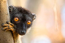 Common brown lemur (Eulemur fulvus) portrait, Anjajavy Private Reserve, north west Madagascar.