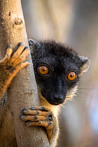 Common brown lemur (Eulemur fulvus) portrait, Anjajavy Private Reserve, north west Madagascar.