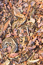 Madagascar ground boa (Acrantophis madagascariensis), well camouflaged against leaves, Anjajavy Private Reserve, north west Madagascar.