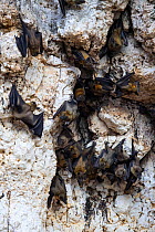 Madagascar straw coloured fruit bat (Eidolon dupreanum) roost on coastal cliff, Mahajamba Bay, close to Anjajavy Private Reserve, north west Madagascar, August 2016