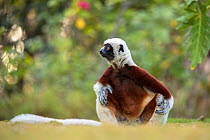 Coquerel's sifaka (Propithecus coquereli) male sitting on the ground, Anjajavy Private Reserve, north west Madagascar.