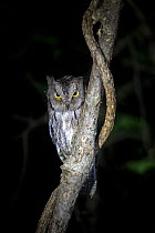 Madagascar scops owl (Otus rutilus) perching at night, Anjajavy Private Reserve, north west Madagascar.