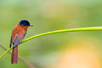 Madagascar / Malagasy paradise flycatcher {Terpsiphone mutata} perching, Anjajavy Private Reserve, north west Madagascar.
