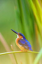 Madagascar / Malagasy kingfisher (Alcedo vintsioides) perching, Anjajavy Private Reserve, north west Madagascar.