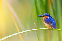 Madagascar / Malagasy kingfisher (Alcedo vintsioides) perching, Anjajavy Private Reserve, north west Madagascar.