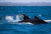 Humpback whales (Megaptera novaeangliae), two, one with tail emerging from the water as it dives, the other showing fin. Anjajavy Private Reserve in background. Mozambique Channel, Indian Ocean, north...