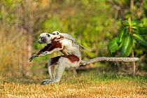 Coquerel's sifaka (Propithecus coquereli) female with young on back, running through Anjajavy Private Reserve, north west Madagascar.