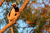 Coquerel's sifaka (Propithecus coquereli) in tree, late evening light, Anjajavy Private Reserve, north west Madagascar.