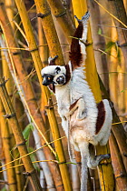 Coquerel's sifaka (Propithecus coquereli) female with young on back climbing in bamboo, Anjajavy Private Reserve, north west Madagascar.