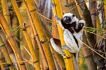 Coquerel&#39;s sifaka (Propithecus coquereli) female with young on back climbing in bamboo, Anjajavy Private Reserve, north west Madagascar.