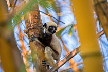 Coquerel's sifaka (Propithecus coquereli) juvenile in bamboo thicket, Anjajavy Private Reserve, north west Madagascar.