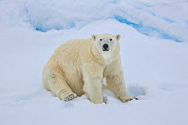 RF - Polar bear (Ursus arctos) sittin on sea ice, Svalbard, Norway. (This image may be licensed either as rights managed or royalty free.)