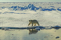 RF - Polar bear (Ursus arctos) walking on sea ice, Svalbard, Norway. (This image may be licensed either as rights managed or royalty free.)