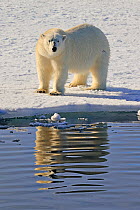 RF - Polar bear (Ursus arctos) walking on sea ice, Svalbard, Norway. (This image may be licensed either as rights managed or royalty free.)