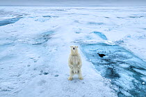 RF - Polar bear (Ursus arctos) standing on hind legs on sea ice, Svalbard, Norway. (This image may be licensed either as rights managed or royalty free.)