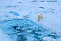 RF - Polar bear (Ursus arctos) on sea ice, Svalbard, Norway. (This image may be licensed either as rights managed or royalty free.)