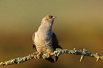 RF - Cuckoo (Cuculus canorus) male displaying, UK. May. (This image may be licensed either as rights managed or royalty free.)