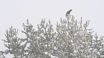 Raven (Corvus corax) perched in a pine tree during a blizzard, Ordesa y Monte Perdido National Park, Spain, April.