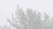 Carrion Crow (Corvus corone) perched in a pine tree during a blizzard, Ordesa y Monte Perdido National Park, Spain, April.