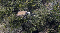 Griffon vulture (Gyps fulvus) picking branches from a tree to line its nest, Monfrague National Park, Caceres, Spain, December.