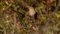 Song thrush (Turdus philomelos) perched on a branch, Monfrague National Park, Caceres, Spain, December.