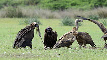 Griffon vultures (Gyps fulvus) and European black vultures (Aegypius monachus) feeding on a dead deer, Cabaneros National Park, Montes de Toledo, Spain, May.