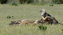 Two Griffon vultures (Gyps fulvus) resting on the ground after feeding, preening each other, Cabaneros National Park, Montes de Toledo, Spain, May.