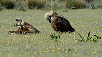 Griffon vulture (Gyps fulvus) resting on the ground after feeding, Cabaneros National Park, Montes de Toledo, Spain, May.