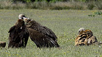 European black vultures (Aegypius monachus) grooming each other, with a Griffon vulture (Gyps fulvus) resting on the ground nearby, Cabaneros National Park, Montes de Toledo, Spain, May 2012.
