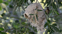 Penduline tit (Remiz pendulinus) removing material from an old nest to make a new one, Toledo, Spain, May.