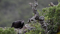 Juvenile European black vulture (Aegypius monachus) feeding in nest, Cabaneros National Park, Montes de Toledo, Spain, July.