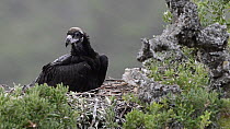 Juvenile European black vulture (Aegypius monachus) chick in nest, Cabaneros National Park, Montes de Toledo, Spain, July.