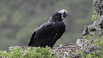 Juvenile European black vulture (Aegypius monachus) preening in nest, Cabaneros National Park, Montes de Toledo, Spain, July.