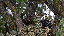 Female Honey buzzard (Pernis apivorous) lining nest with a branch, with chick nearby, Extremadura, Spain, August.