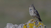 Male Thekla lark (Galerida theklae) singing, La Serena, Extremadura, Spain, April.